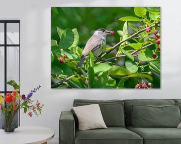 Capucine noire mangeant une baie rouge sur Katho Menden