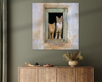 Deux adorables chatons à la fenêtre sur Katho Menden