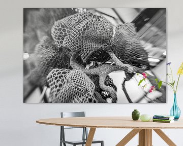 Nacho Carbonell, Eindhoven en gros plan sur Jos Crooymans