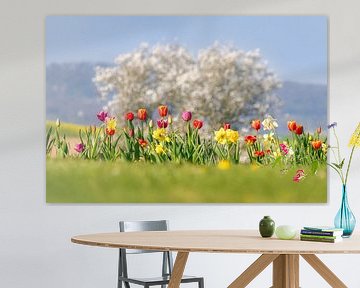 Blühende Frühlingsblüten von Katho Menden