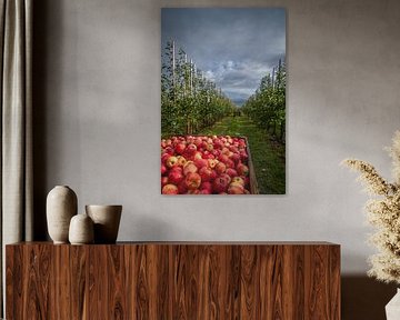 Frische Ernte aus dem Alten Land: Knackige Äpfel im Herzens des Obstanbaus von Christian Möller Jork