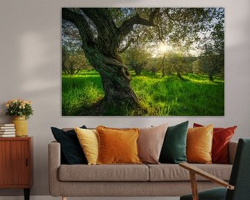 Old tree in olive grove. Landscape in Alta Maremma by Stefano Orazzini