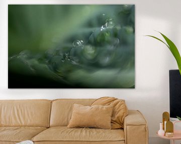 Hosta mit Tautropfen von Perspective