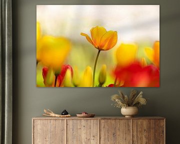 Tulipe jaune en rouge et jaune