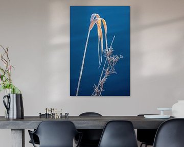 Zarte gefrorene Gräser am See von Christina Bauer Photos