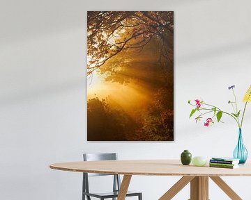 Herbstsonne in Pannenhoef