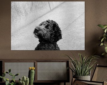 CHIENS 1 sur Miroslav Ptacek