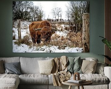 Highlander écossais sur Bas Quaedvlieg