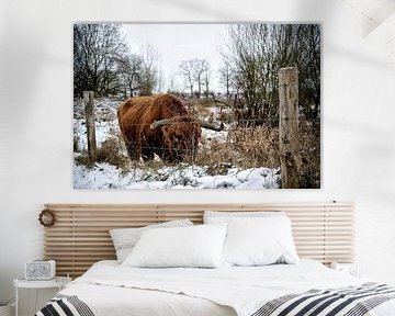 Highlander écossais sur Bas Quaedvlieg