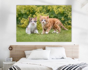 Zwei kleine Kätzchen in einem Garten von Katho Menden