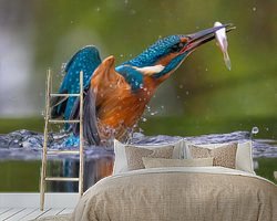 Aperçu de la chambre