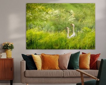 Nederland, Schalkwijk, Paar knobbelzwanen. van Frans Lemmens