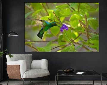 Green hummingbird at purple flower by Joran Quinten
