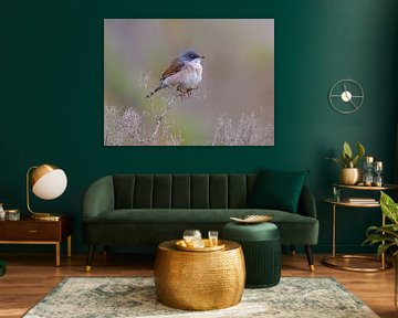 Brillengrasmücke von Katho Menden