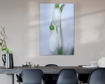 Sneeuwklokje by Ine Tops