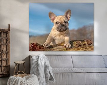 Portrait d'un chiot bouledogue français sur Katho Menden