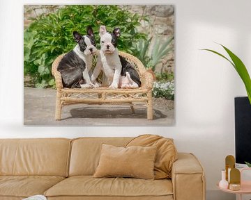 Boston Terrier puppies by Katho Menden