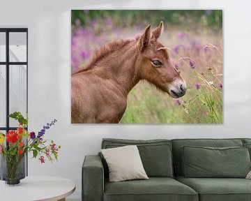 Icelandic horse foal by Katho Menden