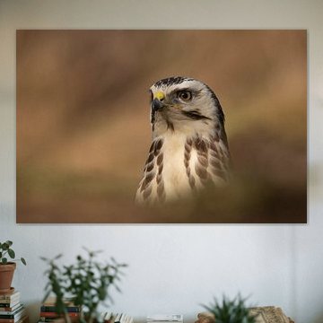 Buzzard portrait