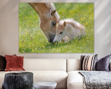Schattig Haflinger veulen met zijn moeder van Katho Menden