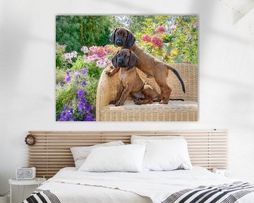 Two Bavarian Mountain Hound Puppies by Katho Menden