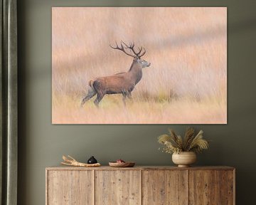 Red deer in the Veluwe von Marcel de Vos