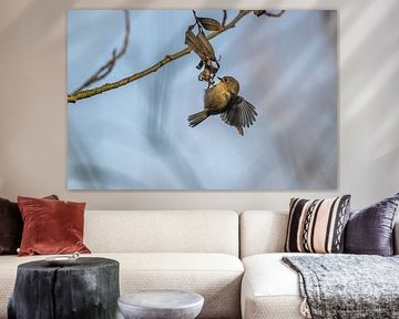 goldcrest by Bart Hardorff