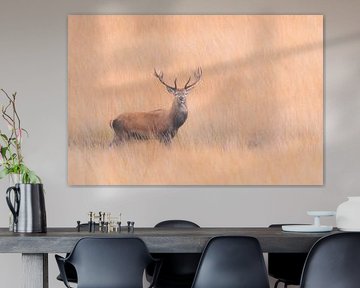 Red deer in the Veluwe von Marcel de Vos