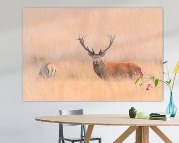 Red deer in the Veluwe 3 von Marcel de Vos