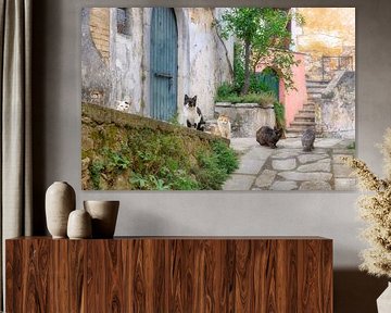 Des chats dans une ruelle pittoresque à Corfou sur Katho Menden