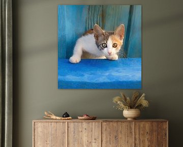Cute kitten with beautiful eyes by Katho Menden