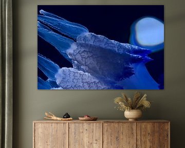 Ethereal Blue Jellyfish Drift