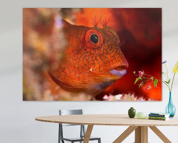 Parablennius Pillicornis