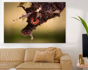 Seahorse, Scarlet Eye