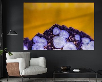 Jellyfish Constellations by LISA DC