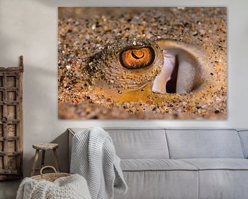 Hidden Ray, Golden Eye