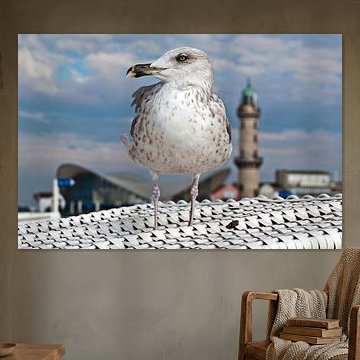 Superster van het zwemseizoen in Warnemünde  van Silva Wischeropp