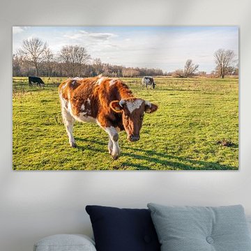 Junge rotbunte Kuh scheint dir zu gefallen