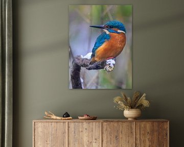 Martin-pêcheur sur une branche enneigée sur Lies Bakker