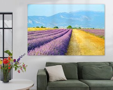 Lavender blossoming in the Provence during summer by Sjoerd van der Wal Photography