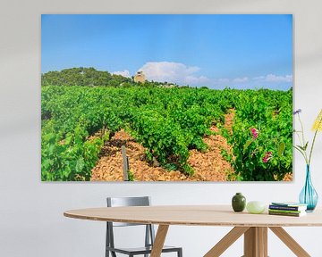 Wijngaarden in Châteauneuf-du-Pape van Sjoerd van der Wal Fotografie