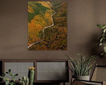 Winding road through autumn forest from the air by Ewold Kooistra