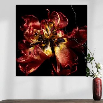 Red tulip in decay, fine art flower