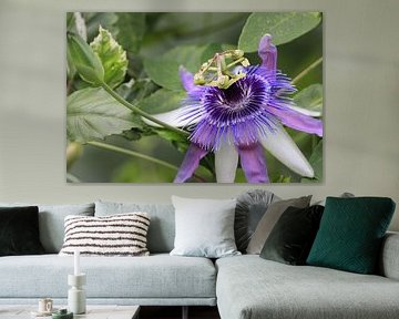 Passiflore en fleur sur Cecile. Buil