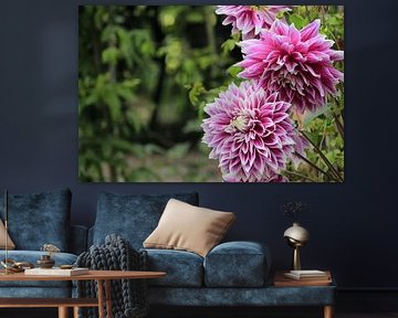 Des dahlias pleins de couleurs sur Cecile. Buil