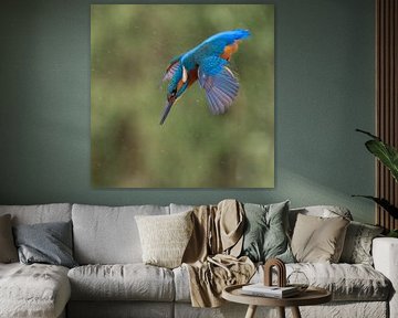 Plongée du martin-pêcheur sur Lies Bakker