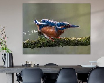 Poepende ijsvogel van Lies Bakker