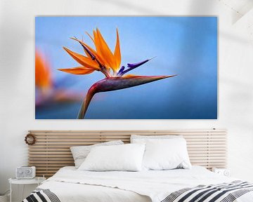 oiseau de paradis sur Matthias Spartz