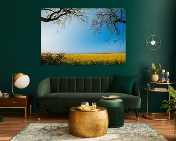 Colza sur Laura Pronk