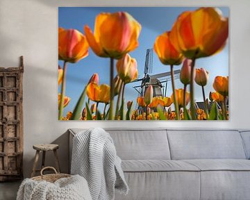Nederland, Noordwijkerhout, Bloeiende tulpen voor windmolen.